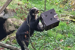 Živalski vrt Tierwelt Herberstein - Brillenbär